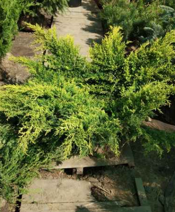 Можжевельник средний Wilhelm Pfitzer в каталоге СЦ Корекозево