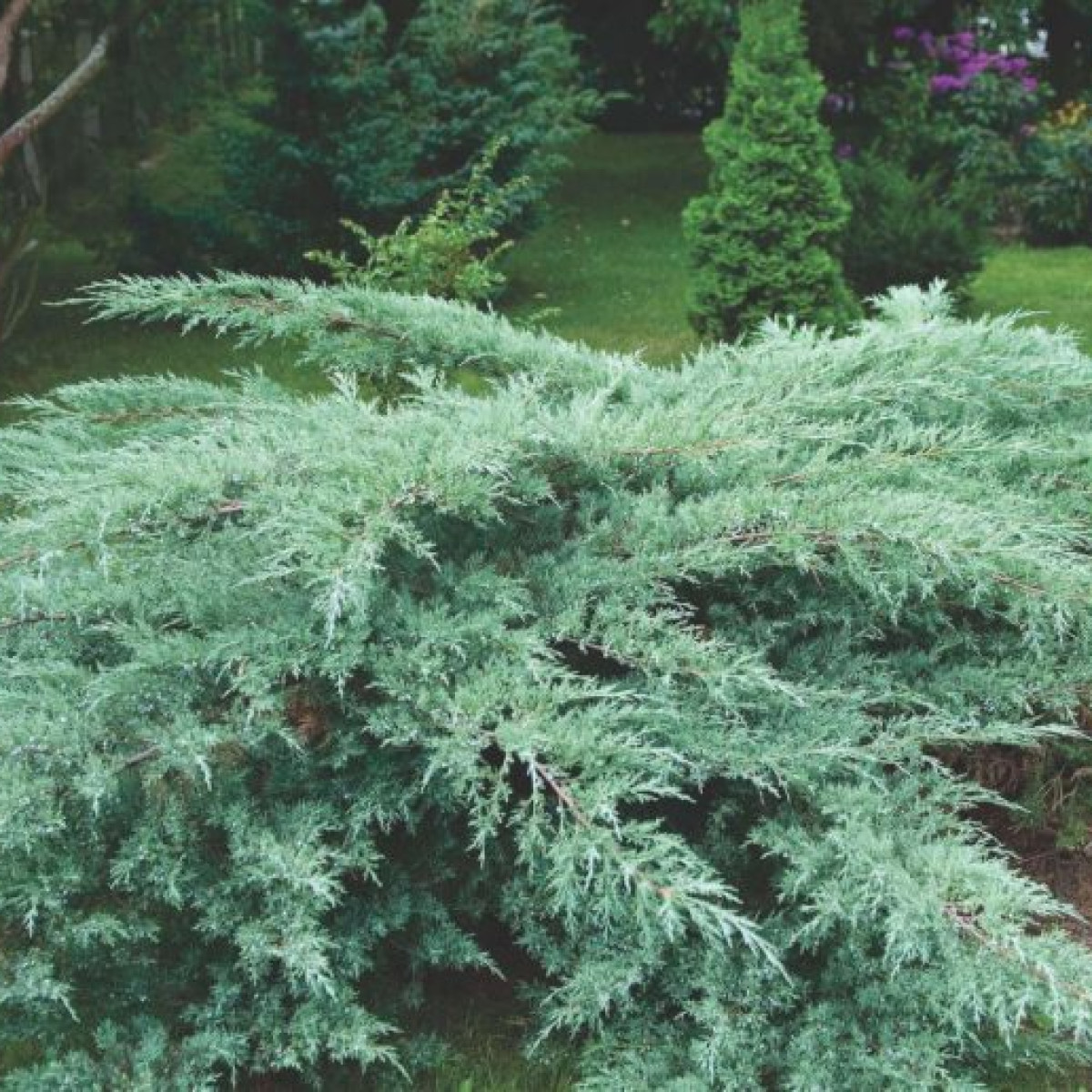 Можжевельник виргинский Grey Owl в каталоге СЦ Корекозево