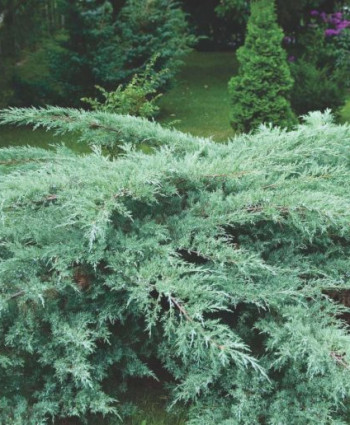 Можжевельник виргинский Grey Owl в каталоге СЦ Корекозево