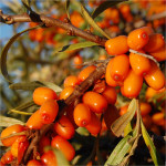 Миниатюра 1. Облепиха «Ажурная» в каталоге СЦ Корекозево