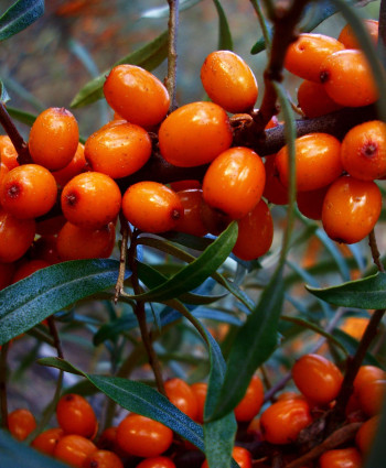 Облепиха «Джемовая» в каталоге СЦ Корекозево