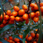 Миниатюра 1. Облепиха «Джемовая» в каталоге СЦ Корекозево