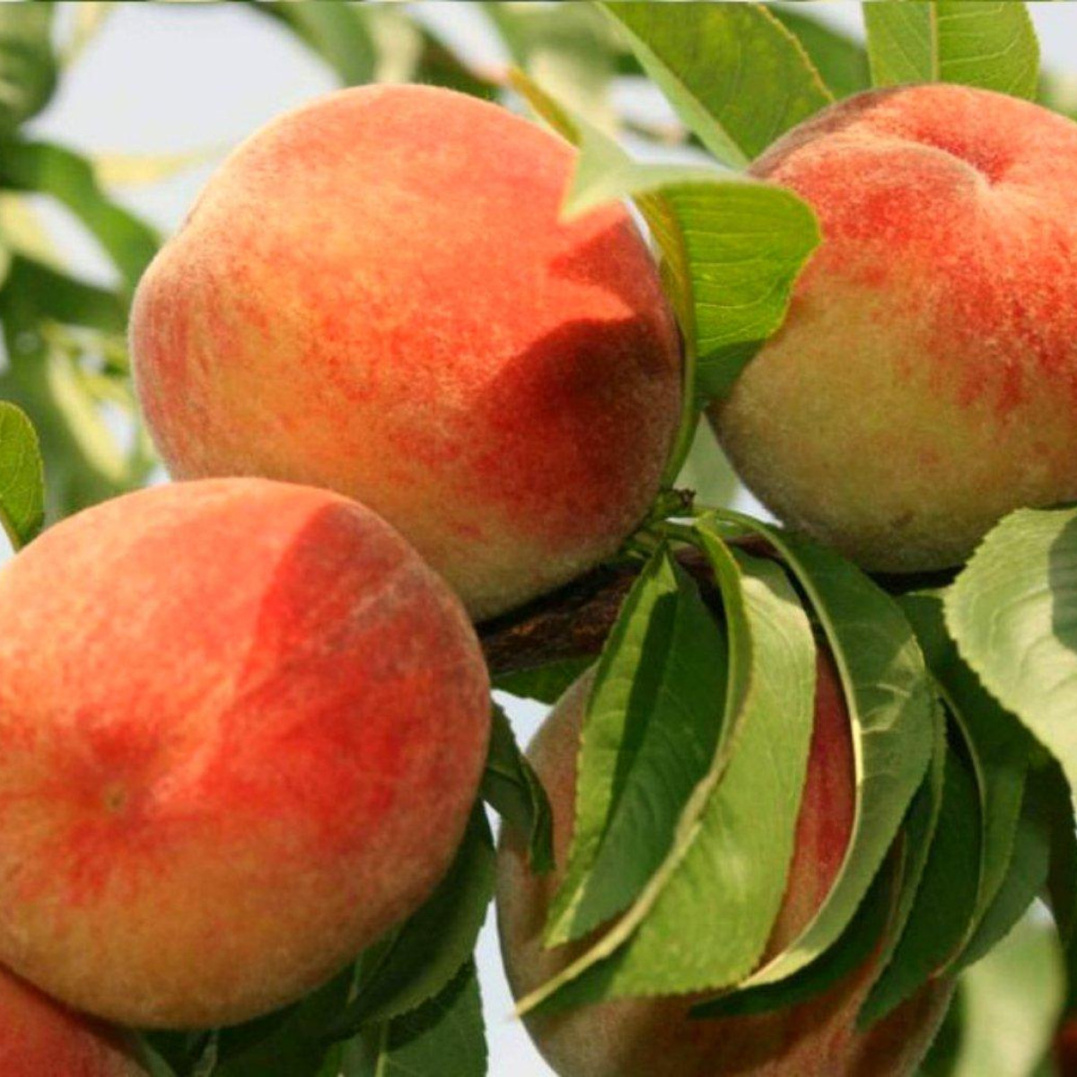 Персик «Красная Москва» в каталоге СЦ Корекозево