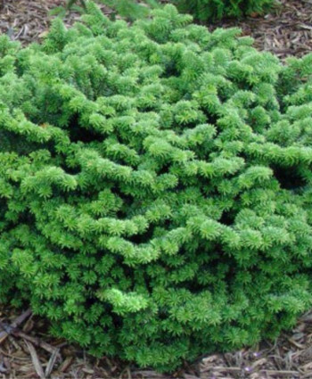 Пихта бальзамическая Nana в каталоге СЦ Корекозево