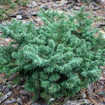 Миниатюра 2. Пихта бальзамическая 