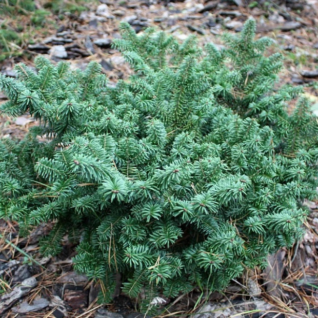 Фото 2. Пихта бальзамическая 