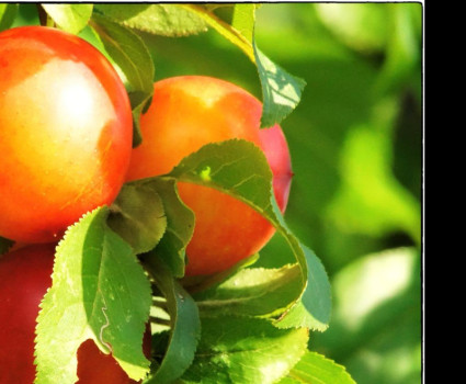 Слива колоновидная «Мирабель» в каталоге СЦ Корекозево