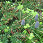 Миниатюра 2. Пихта корейская в каталоге СЦ Корекозево