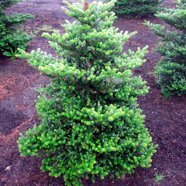 Фото 1. Пихта корейская в каталоге СЦ Корекозево