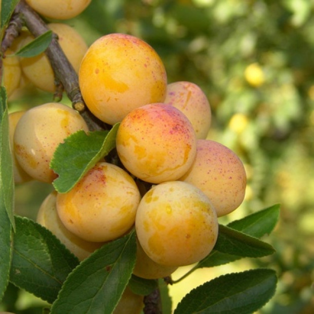 Фото 2. Слива колоновидная «Мирабель» в каталоге СЦ Корекозево