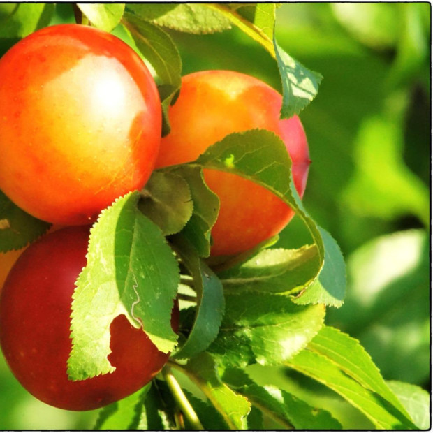 Фото 1. Слива колоновидная «Мирабель» в каталоге СЦ Корекозево