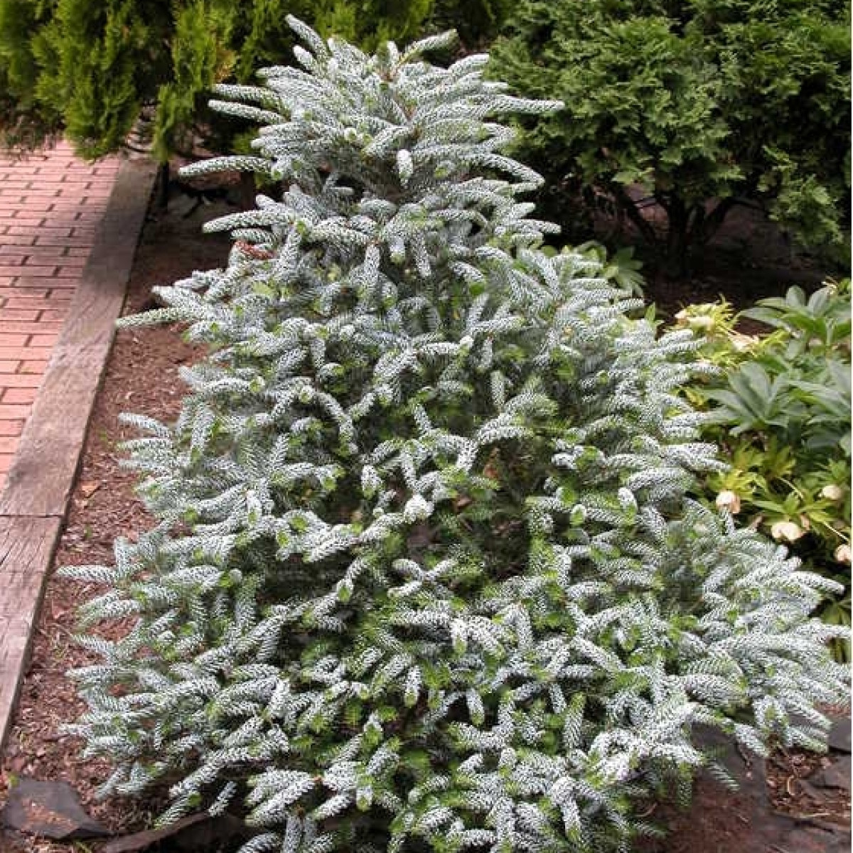 Пихта корейская Silberlocke в каталоге СЦ Корекозево