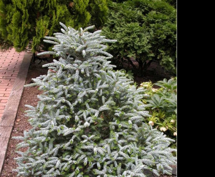 Пихта корейская Silberlocke в каталоге СЦ Корекозево