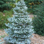 Миниатюра 2. Пихта корейская 