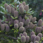 Миниатюра 4. Пихта корейская 