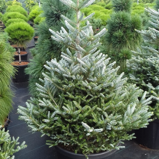 Фото 3. Пихта корейская 