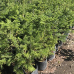 Миниатюра 1. Пихта сибирская в каталоге СЦ Корекозево