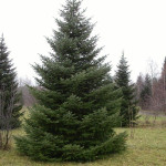 Миниатюра 2. Пихта сибирская в каталоге СЦ Корекозево