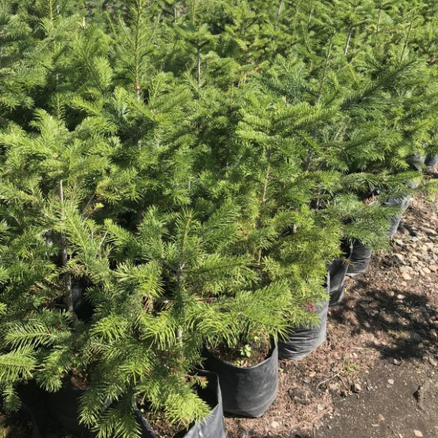 Фото 1. Пихта сибирская в каталоге СЦ Корекозево