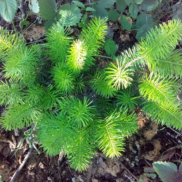 Фото 3. Пихта сибирская в каталоге СЦ Корекозево