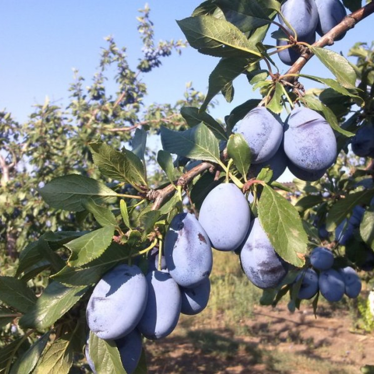 Слива «Стенли» в каталоге СЦ Корекозево