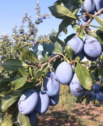 Слива «Стенли» в каталоге СЦ Корекозево