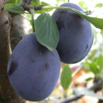 Миниатюра 2. Слива «Стенли» в каталоге СЦ Корекозево