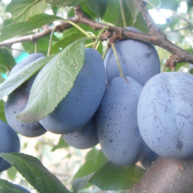 Фото 3. Слива «Стенли» в каталоге СЦ Корекозево