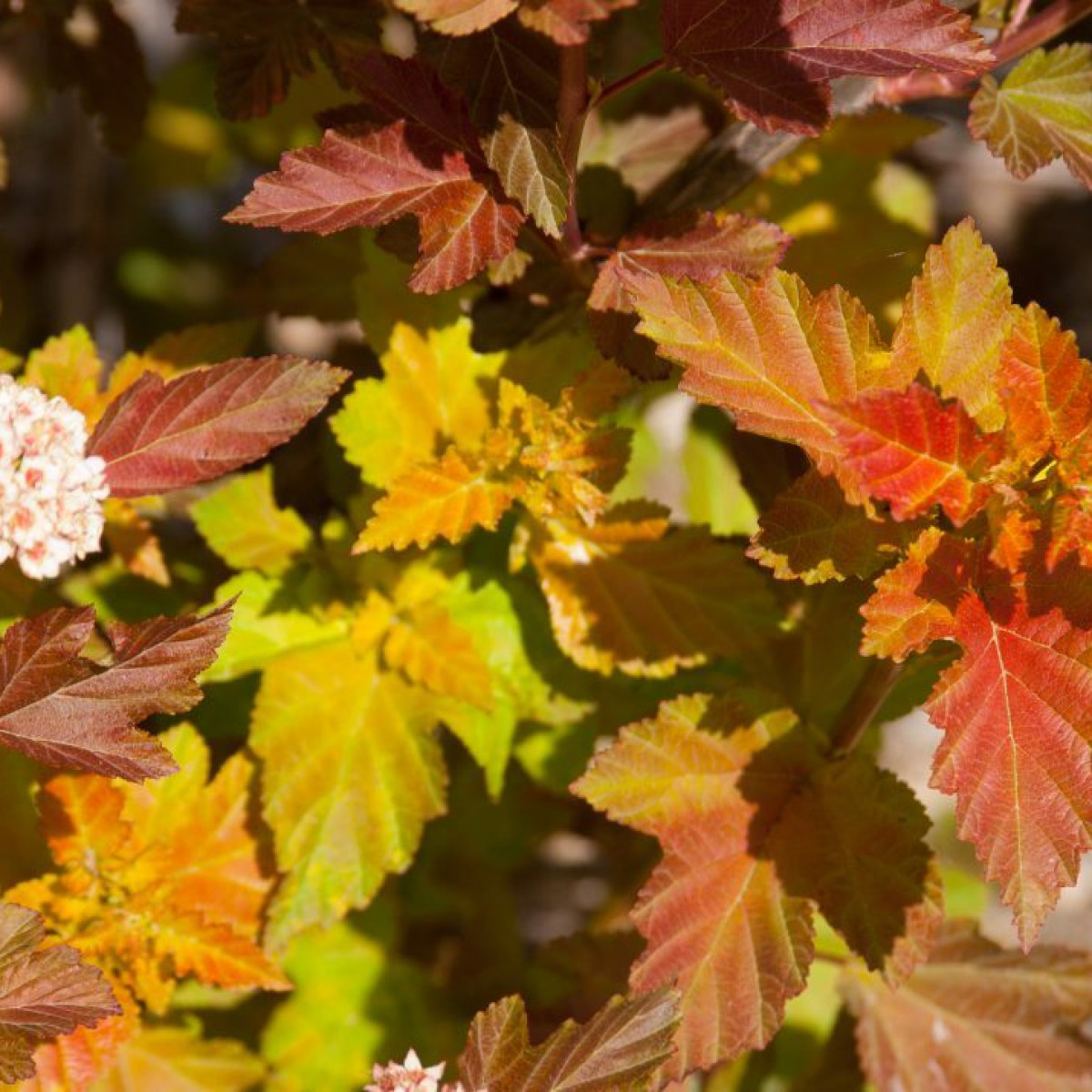 Пузыреплодник Эмбер Джубили в каталоге СЦ Корекозево