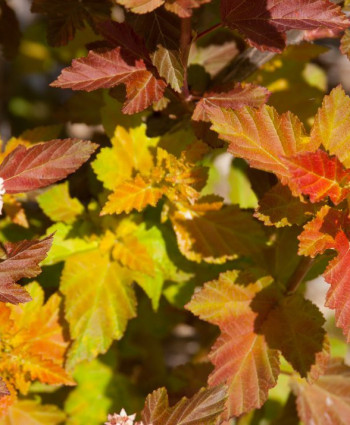 Пузыреплодник Эмбер Джубили в каталоге СЦ Корекозево
