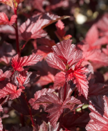 Пузыреплодник Леди ин Ред в каталоге СЦ Корекозево