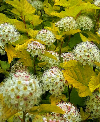 Пузыреплодник Лютеус в каталоге СЦ Корекозево