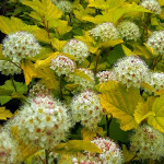 Миниатюра 1. Пузыреплодник 