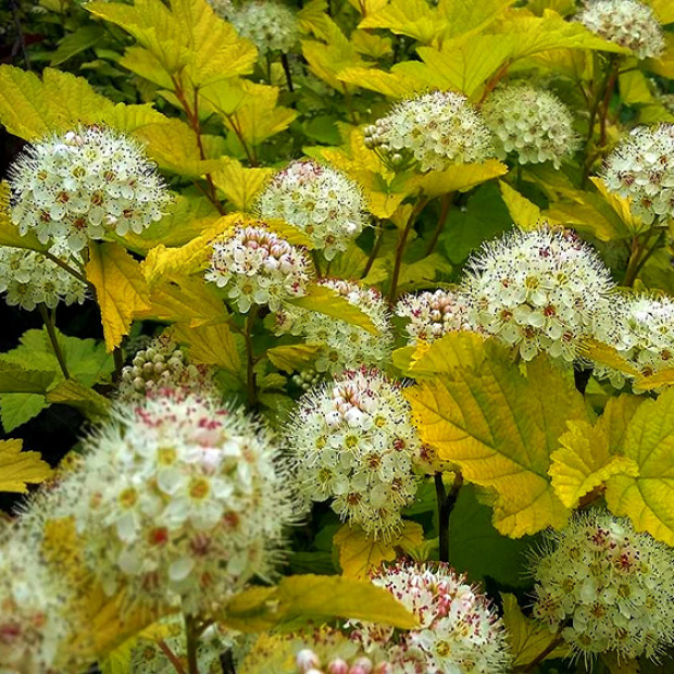 Фото 1. Пузыреплодник 