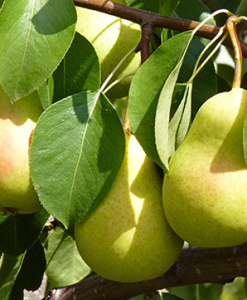 Груша «Чижовская» в каталоге СЦ Корекозево