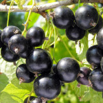 Миниатюра 1. Смородина черная «Лентяй» в каталоге СЦ Корекозево