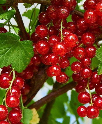 Смородина красная «Натали» в каталоге СЦ Корекозево