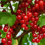 Миниатюра 1. Смородина красная «Натали» в каталоге СЦ Корекозево