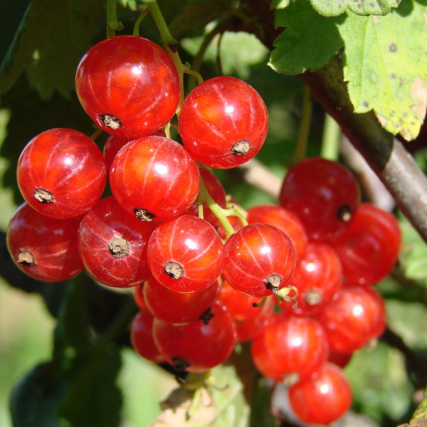 Фото 1. Смородина красная «Сахарная» в каталоге СЦ Корекозево