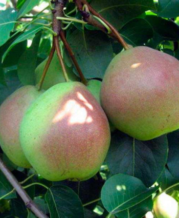 Груша «Десертная» россошанская в каталоге СЦ Корекозево