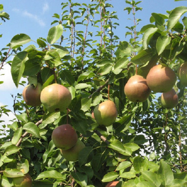 Фото 2. Груша «Десертная» россошанская в каталоге СЦ Корекозево