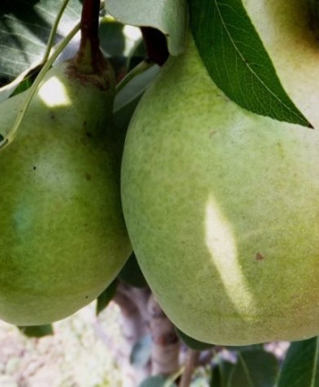 Груша «Просто Мария» в каталоге СЦ Корекозево