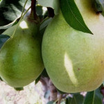 Миниатюра 1. Груша «Просто Мария» в каталоге СЦ Корекозево