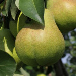 Миниатюра 1. Груша «Тютчевская» в каталоге СЦ Корекозево