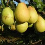 Миниатюра 3. Груша «Тютчевская» в каталоге СЦ Корекозево