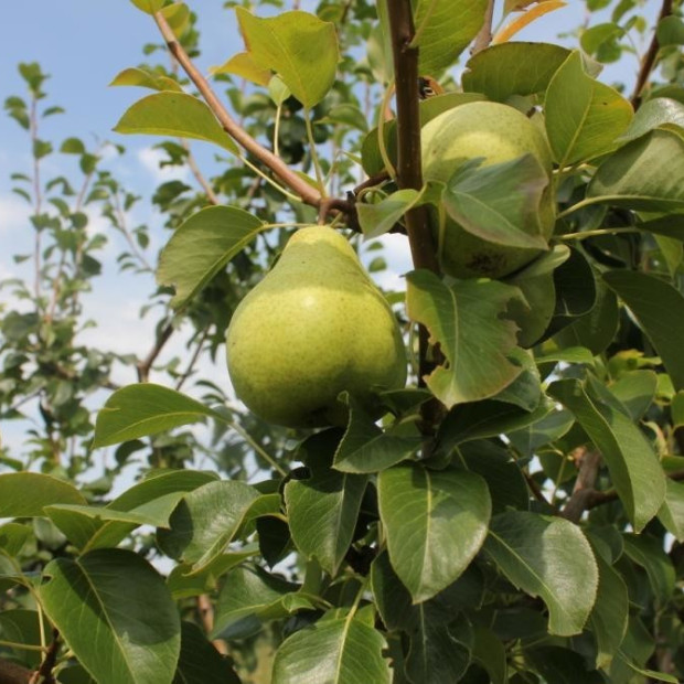 Фото 2. Груша «Тютчевская» в каталоге СЦ Корекозево