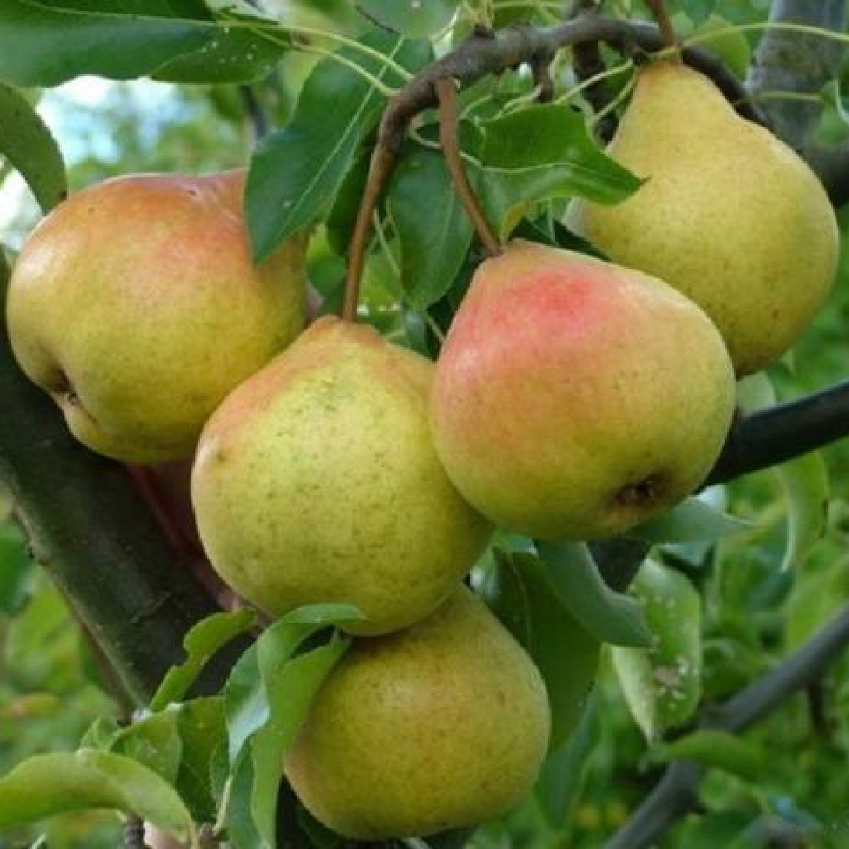 Груша «Памяти Яковлева» в каталоге СЦ Корекозево