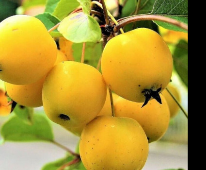 Яблоня «Китайка золотая ранняя» в каталоге СЦ Корекозево