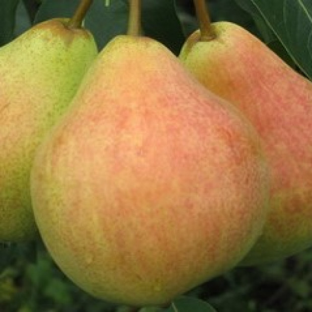 Фото 3. Груша «Памяти Яковлева» в каталоге СЦ Корекозево