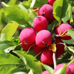 Миниатюра 1. Яблоня «Райка красная» в каталоге СЦ Корекозево